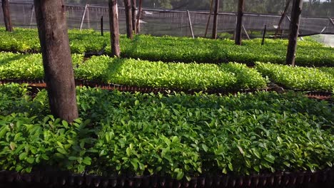 The-Art-of-Gardening-Inside-Nursery-with-Yerba-Mate-Seedlings