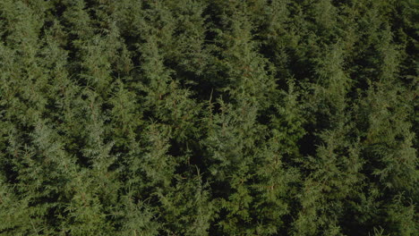 Niedriger,-Langsamer-Luftschieber,-Der-über-Einer-Dichten-Nadelbaumplantage-Geschossen-Wird