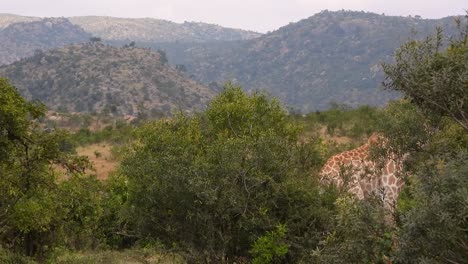 Jirafa-Sudafricana-Caminando-Entre-Arbustos-Verdes-En-La-Sabana-Del-Parque-Kruger