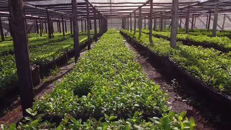 Stunning-trip-in-Nursery-Garden-Producing-Yerba-Mate-Seedlings