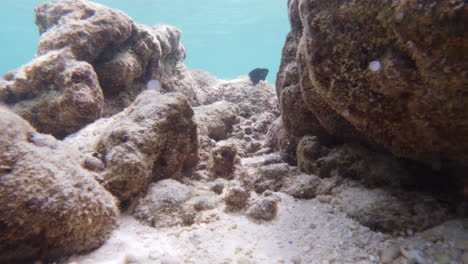 Unter-Wasser-Etablierte-Meeresflora-Und-Meeresfische,-Die-Allein-Zwischen-Felsformationen-In-Tiefem,-Klarem-Wasser-Schwimmen,-4K-Zeitlupenaufnahmen