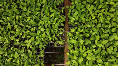 Yerba-Mate-Cultivation-Begins-in-Nursery-Garden,-Close-UP