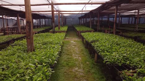 POV-View-of-Nursery-Garden-Producing-Yerba-Mate-Seedlings
