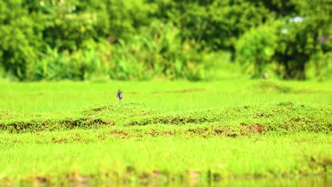 Robin-Urraca-Oriental-Buscando-Comida-En-Un-Prado-En-Bangladesh