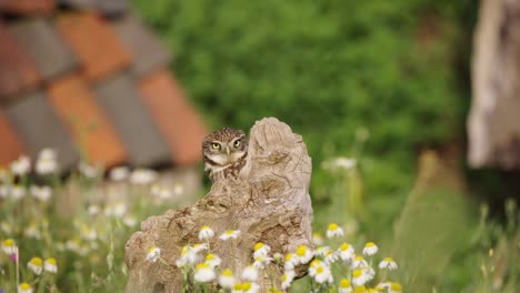 Flying-owl-landing-on-tree-stump,-static-closeup