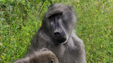 Close-up-of-baboon-in-the-Kruger-National-Park,-South-Africa-mother-and-Child-together-family-portrait-primates