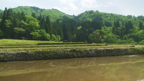 Blick-über-Ein-überflutetes-Feld-In-Shirakawago-Mit-Einem-Waldbaumhang-Im-Hintergrund