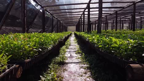 POV-view-inside-Nursery-Garden-Producing-Yerba-Mate-Seedlings