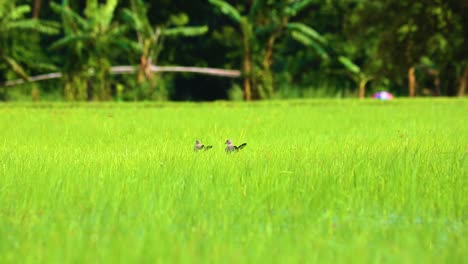 Spotted-dove,-paddy-field,-Bangladesh