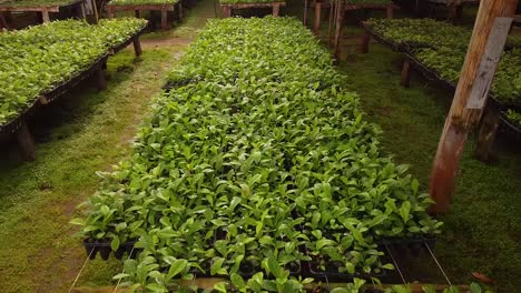 Yerba-Mate-Cultivation-Begins-in-Huge-Nursery-Garden
