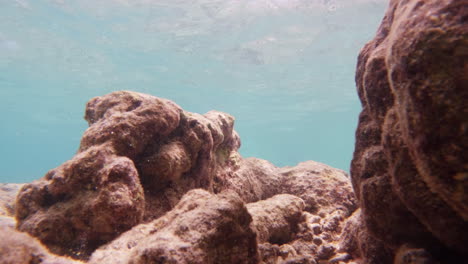 Filmación-Submarina-Cinematográfica-De-Un-Arrecife-De-Coral-En-4k,-120-Fps,-En-Cámara-Lenta-En-Aguas-Cristalinas-En-Un-Día-Brillante-Y-Soleado