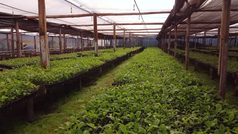 Yerba-Mate-Cultivation-Begins-in-this-Stunning-Nursery-Garden
