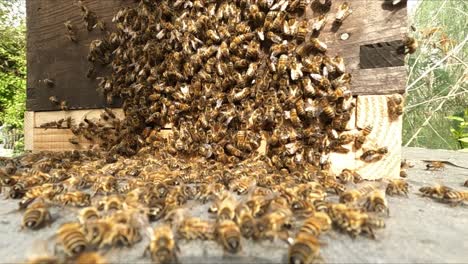 Short-timelapse-of-honey-bees-flying-into-hive-entrance-and-bearding-on-hive