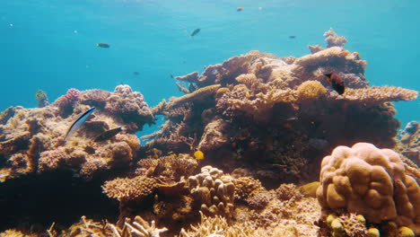 Cinematic-slow-motion-shot-of-a-colorful-coral-reef-with-fish-swimming-by-in-very-clear-waters-on-a-bright-and-sunny-day,-moving-forward-in-4K,-120FPS,-Slomo