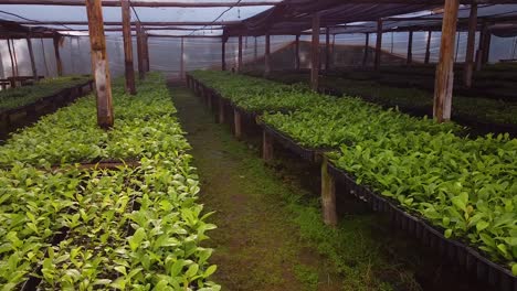 POV-Tour-Inside-Nursery-Garden-Producing-Yerba-Mate-Seedlings