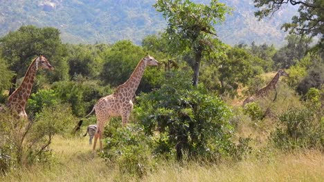 South-African-Giraffe-herd-feed-on-bushes-on-savannah-in-the-Kruger-National-Park
