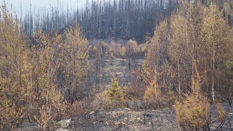 Árboles-Quemados-En-Un-Bosque-Recientemente-Afectado-Por-Un-Incendio-En-Ontario,-Canadá.