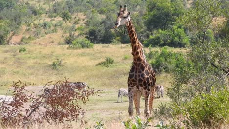 Ein-Paar-Südafrikanischer-Giraffen-Mit-Vögeln,-Die-Mit-Zebras-Im-Hintergrund-In-Der-Savanne-Spazieren
