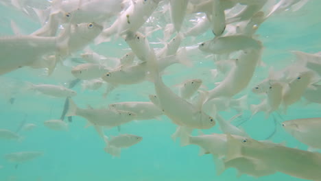 School-of-Striped-Mullet-swims-under-water-surface-over-sandy-bottom-in-sunlight-4k-slow-motion-footage