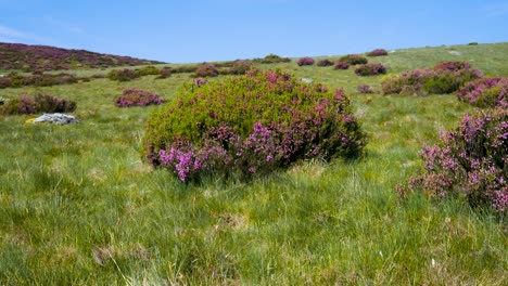 Purple-and-yellow-flowered-bushes-on-grassy-hillside-in-mountains-of-zamora-spain