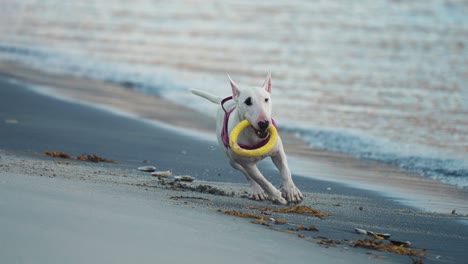 White-bull-Terrier-chases-and-catches-a-yellow-hoop