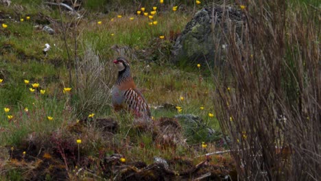 Partridge-and-small-sparrows-look-around-sitting-in-field-of-beautiful-yellow-wildflowers