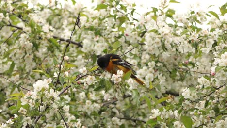 The-Baltimore-oriole-small-icterid-blackbird-perched-on-a-cherry-tree-in-blooming-season-North-America