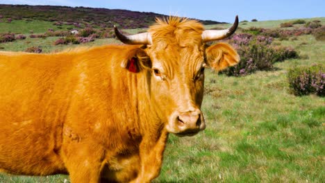 Closeup-of-cow-cattle-looking-and-standing-off-with-camera,-turns-head-and-walks-away