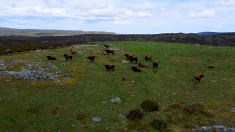 Drone-orbit-around-cows-grazing-on-hillside-of-sierra-segundera-spain