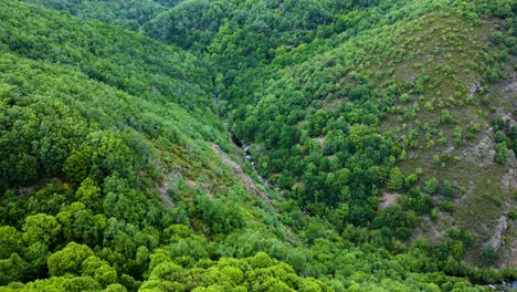 Rio-bibei-canyon-deep-in-forested-shrub-hillside-of-zamora-spain