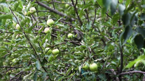 Manzanas-Verdes,-Pequeñas,-Silvestres-E-Inmaduras-Crecen-En-Las-Ramas-De-Un-Manzano-En-Verano-En-Un-Día-Soleado