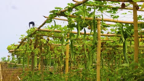 snake-gourd-vegetable-garden,-drongo-bird,-bamboo-structure,-bangladesh-agriculture