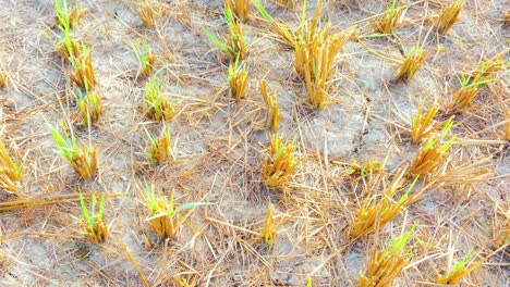 Dry-Stalks-On-Paddy-Field-After-Harvest-With-Young-Green-Grass-Growing