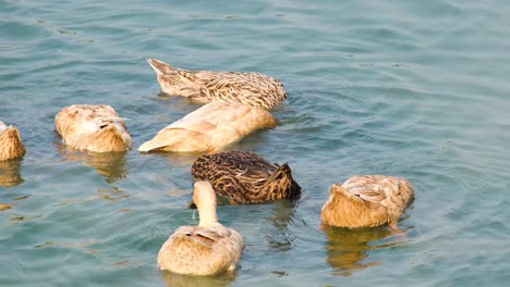 Floß-Weiblicher-Rouen-Enten-Im-Wasser-An-Einem-Sonnigen-Tag-In-Bangladesch