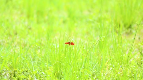 Red-Asian-Dragonfly-on-the-grass-in-Bangladesh-lush-green-grass