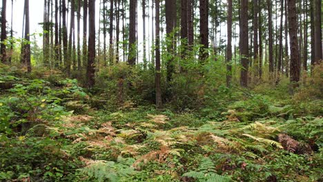 Tall-pine-forest-and-ferns