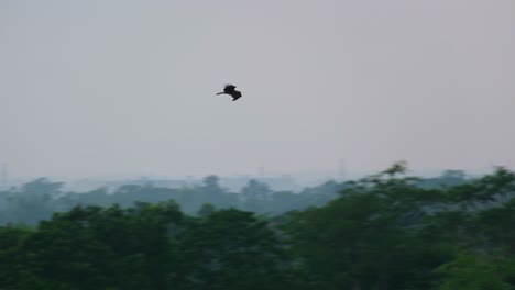 Tracking-Shot-Of-Eagle-Flying-and-Soaring-Over-Tree-Tops-In-Bangladesh