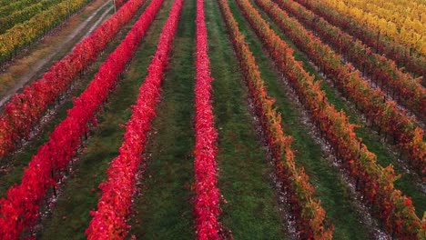 Luftaufnahme-über-Den-Farbenfrohen-Herbstweinberg-Mit-Rotem-Und-Orangefarbenem-Laub,-In-Der-Italienischen-Landschaft,-Bei-Sonnenuntergang