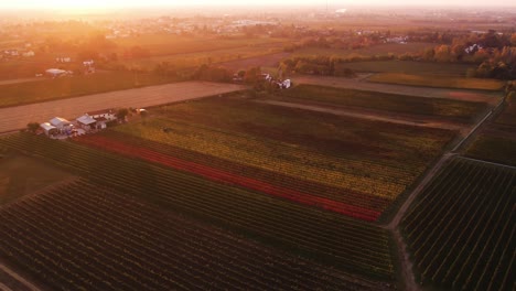 Luftlandschaftsansicht-über-Farbenfrohen-Herbstweinberg-Mit-Roten-Und-Orangefarbenen-Blättern,-In-Der-Italienischen-Landschaft,-Bei-Sonnenuntergang