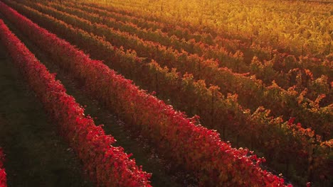 Aerial-view-over-autumn-vineyard-with-red-and-orange-leaves,-in-the-italian-countryside,-at-sunset