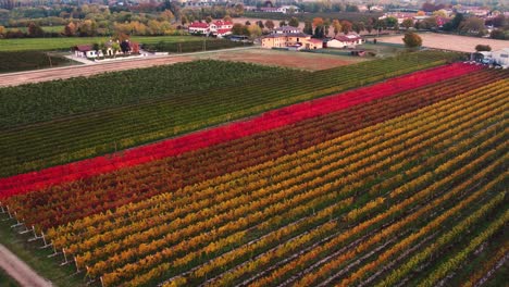 Aerial-landscape-view-over-autumn-vineyard-with-red-and-orange-leaves,-in-the-italian-countryside,-at-sunset