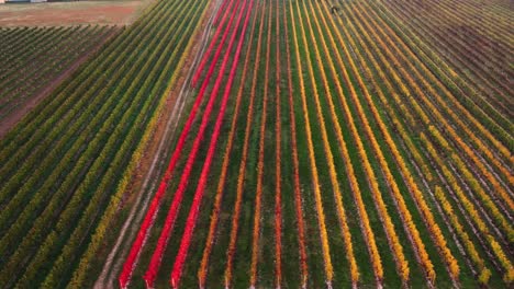 Aerial-landscape-view-over-colorful-autumn-vineyard-with-red-and-orange-foliage,-in-the-italian-countryside,-at-sunset