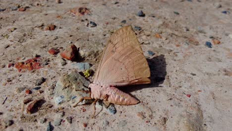 Handheld-close-up-shot-of-a-huge-beautiful-moth-on-the-rocky-ground-while-its-wings-are-in-the-wind-because-of-in-gambia-during-a-summer-day