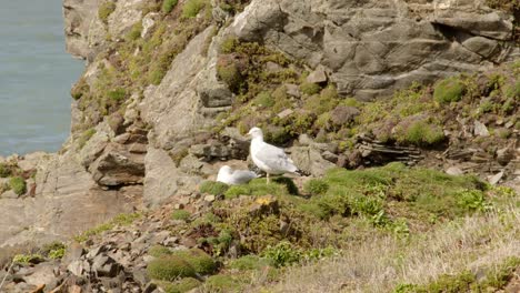 wide-shot-of-two-sea-gulls,-white-headed-gull-preening-cleaning-themselves