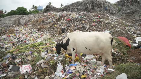 Cow-eating-rubbish-at-garbage-disposal-or-junkyard,-unhygienic-for-animals,-pollution-and-human-waste