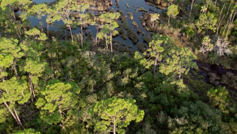 Luftaufnahme-über-Dichten-Kiefernwäldern-Und-Einheimischen-Wäldern-Und-Sümpfen-Floridas