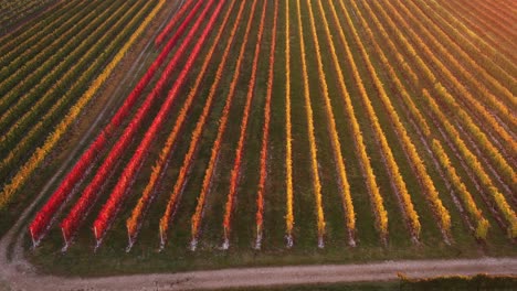 Aerial-view-of-autumn-vineyard-with-red-and-orange-leaves,-in-the-italian-countryside,-at-sunset