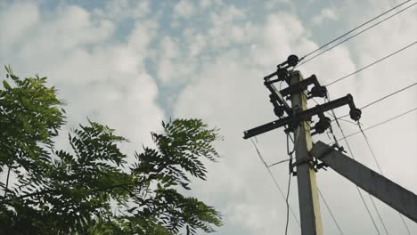 Static-shot-of-bright-greenery-beside-a-large-wooden-electric-communication-pole