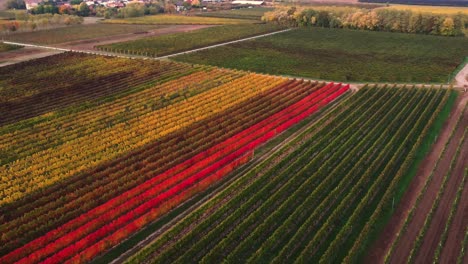 Aerial-landscape-view-over-autumn-vineyard-with-red-and-orange-foliage,-in-the-italian-countryside,-at-sunset