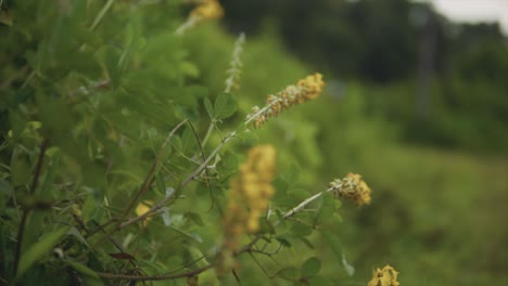 Plantas-Amarillas-Moviéndose-Con-El-Viento-En-Una-Selva-Tropical-En-La-India.